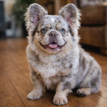 Paco Mâle Bouledogue francais