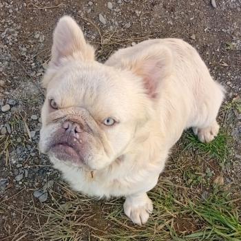chien Bouledogue francais Lilac merle fluffy Ultime Jr Élevage de la famille dog étoilée