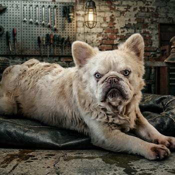 Snow Mâle Bouledogue francais