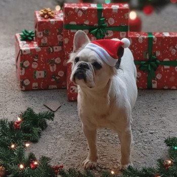 chien Bouledogue francais Caille fauve fluffy Seattle Élevage du Domaine Étoilé 🌟
