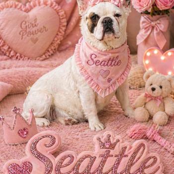 chien Bouledogue francais Fluffy caille fauve Seattle Élevage de la famille dog étoilée Élevage de la famille dog étoilée