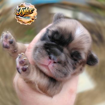 chiot Bouledogue francais Merle Tyler Élevage de la famille dog étoilée