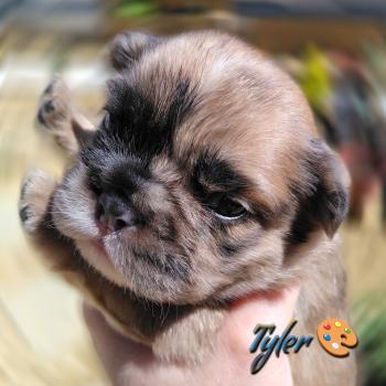 chiot Bouledogue francais Merle Tyler Élevage de la famille dog étoilée