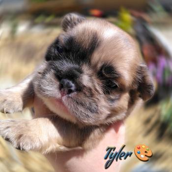 chiot Bouledogue francais Merle Tyler Élevage de la famille dog étoilée