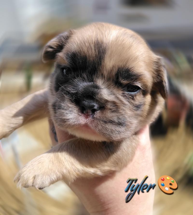 Tyler Mâle Bouledogue francais