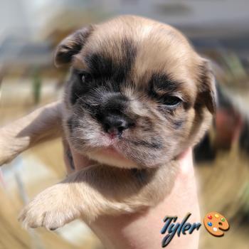 chiot Bouledogue francais Merle Tyler Élevage de la famille dog étoilée