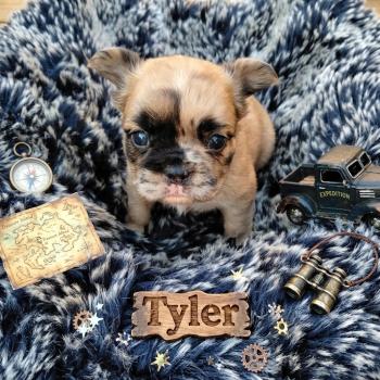 chiot Bouledogue francais Fluffy Fauve Merle Tyler Élevage de la famille dog étoilée