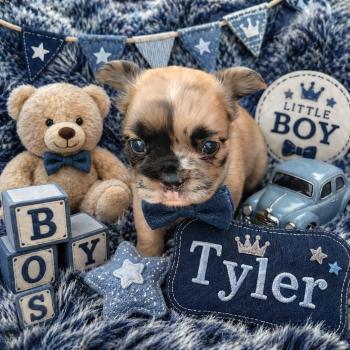 chiot Bouledogue francais Fluffy Fauve Merle Tyler Élevage de la famille dog étoilée
