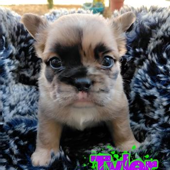 chiot Bouledogue francais Fluffy Fauve Merle Tyler Élevage de la famille dog étoilée