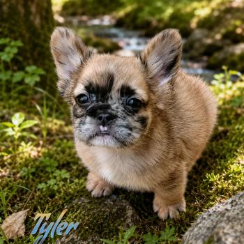 chiot Bouledogue francais Fluffy Fauve Merle Tyler Élevage de la famille dog étoilée