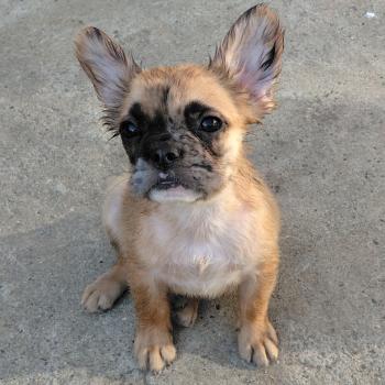 chiot Bouledogue francais Fluffy Fauve Merle Tyler Élevage de la famille dog étoilée