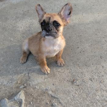 chiot Bouledogue francais Fluffy Fauve Merle Tyler Élevage de la famille dog étoilée