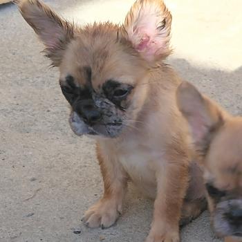 chiot Bouledogue francais Fluffy Fauve Merle Tyler Élevage de la famille dog étoilée