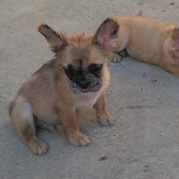 chiot Bouledogue francais Fluffy Fauve Merle Tyler Élevage de la famille dog étoilée