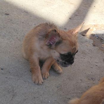chiot Bouledogue francais Fluffy Fauve Merle Tyler Élevage de la famille dog étoilée
