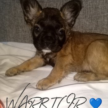 chiot Bouledogue francais Fluffy fauve WARRIOR Famille Dog Etoilé